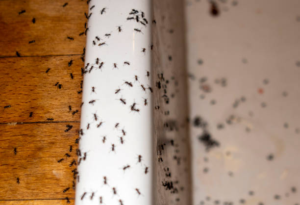 Best Wasp Removal Services  in Mayo, SC